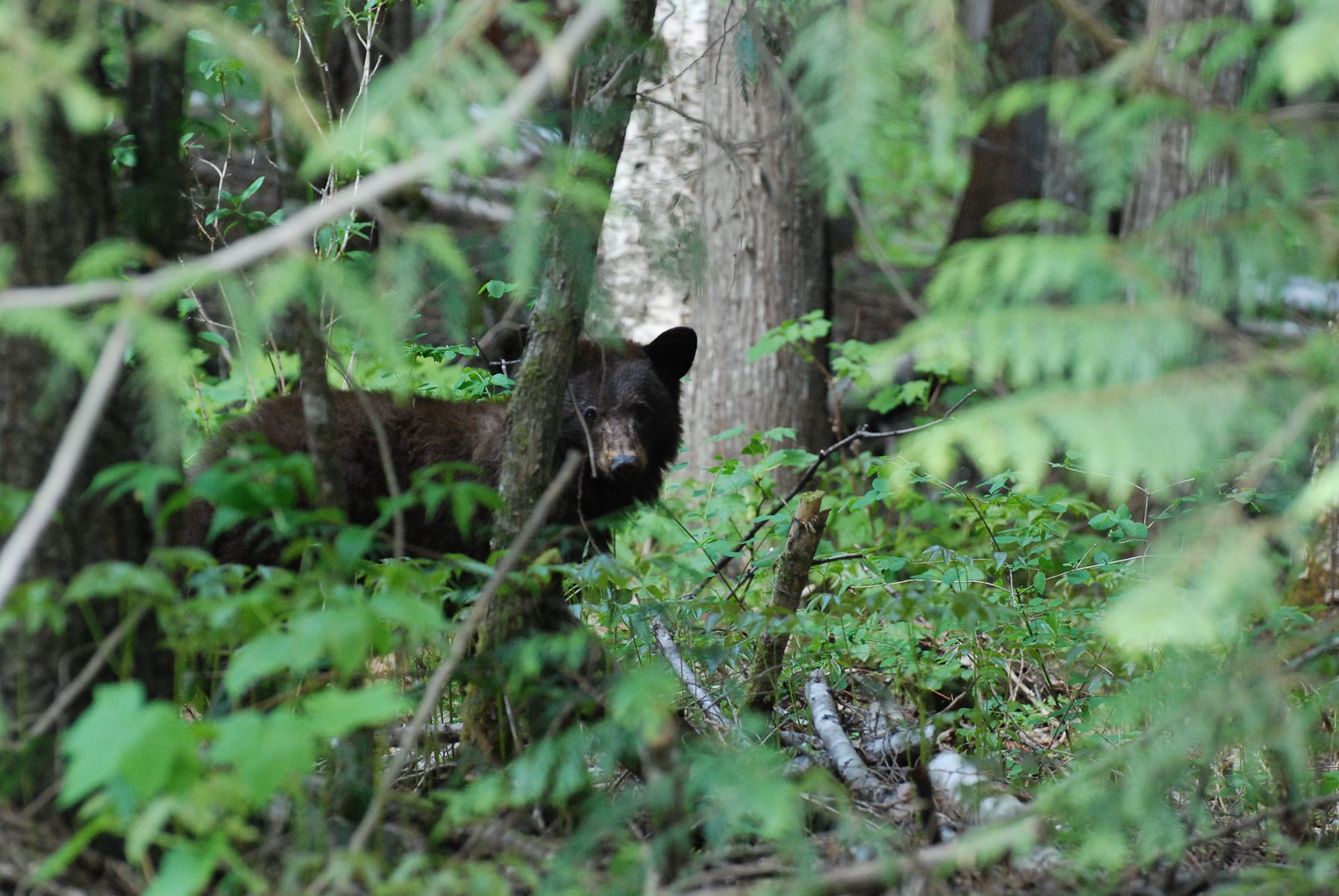 Spring bear-viewing. Wilderness Experiences at Wild Bear Lodge.