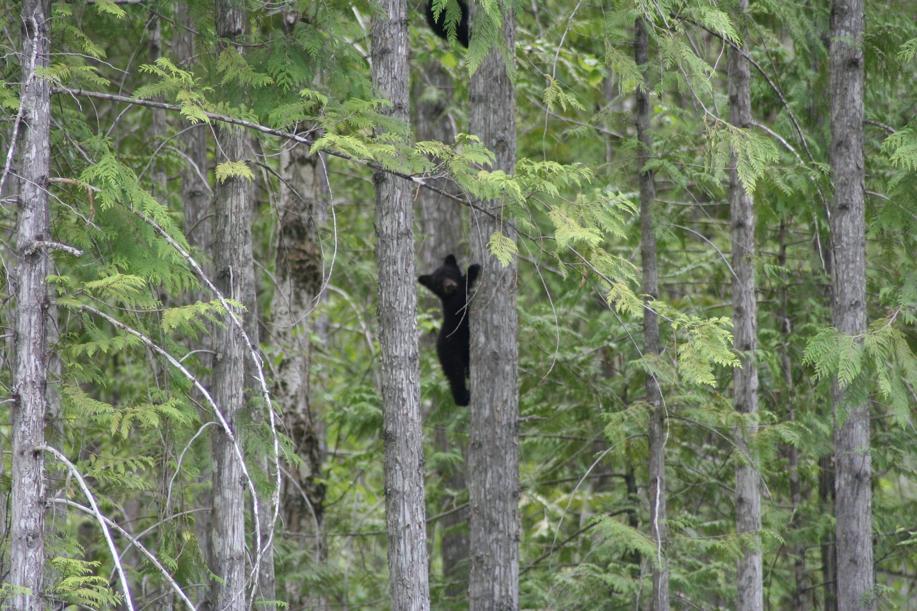 Black bears cubs in a tree at Wild Bear Lodge