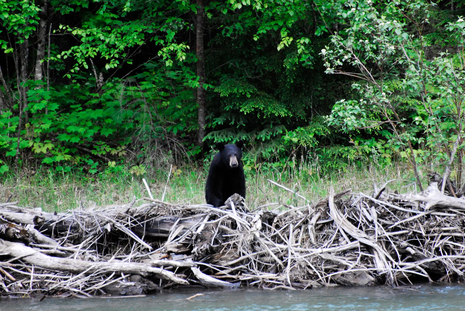 A black bear on the river at Wild Bear Lodge