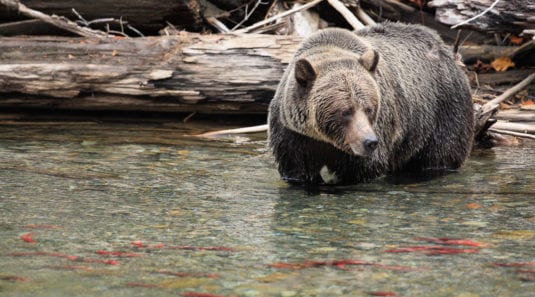 Bear-Viewing at Wild Bear Lodge