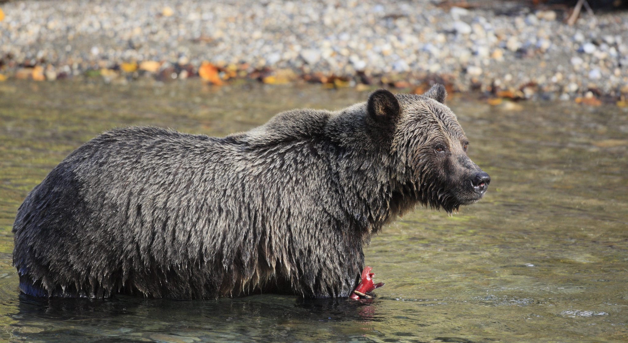 Where you can watch wild Canadian bears