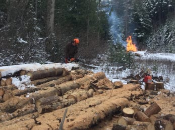 Wood Chopping at Wild Bear Lodge