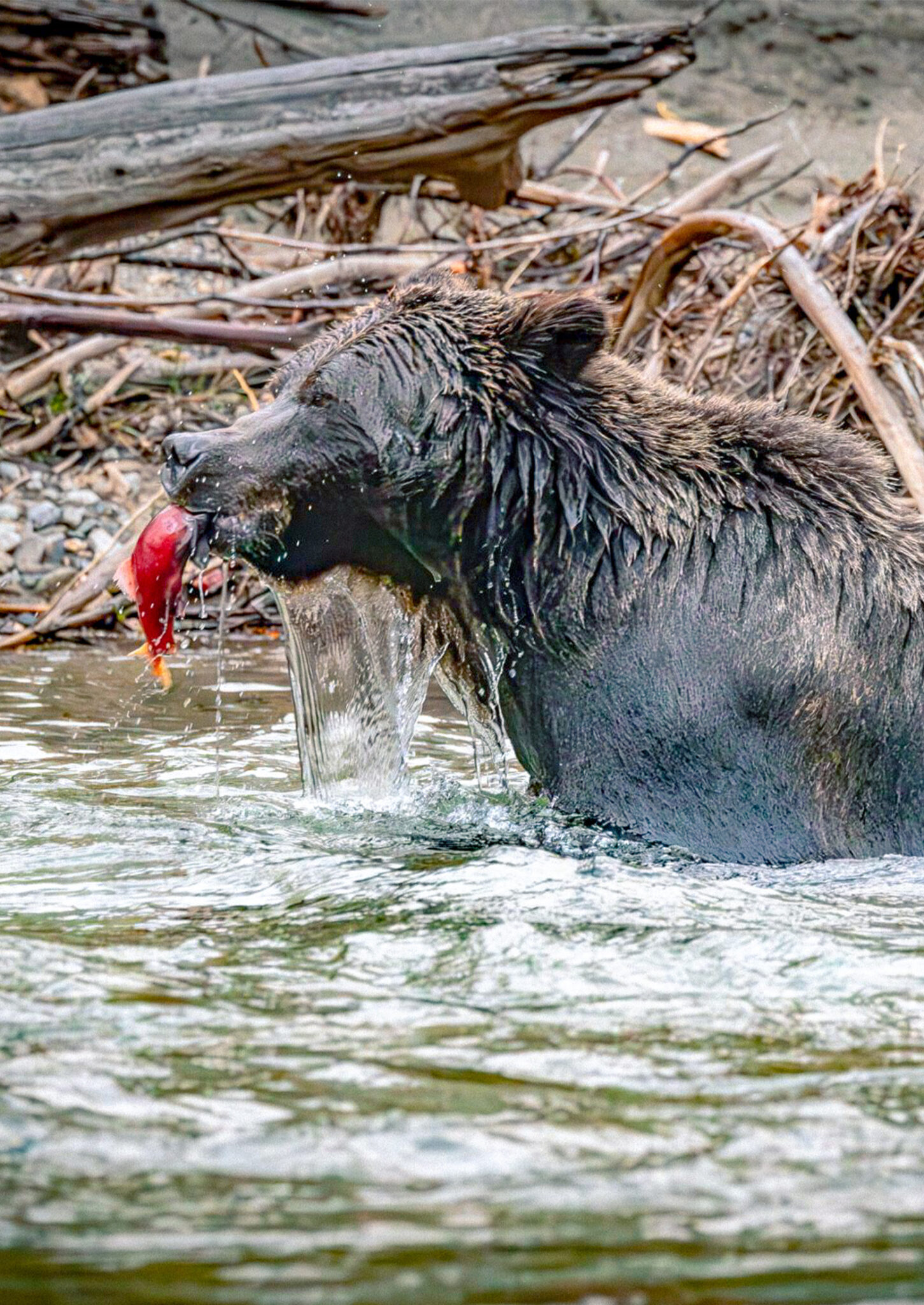 Grizzly bear ecotourism packages — Crazy Bear Wilderness Lodge – Crazy Bear Wilderness Lodge