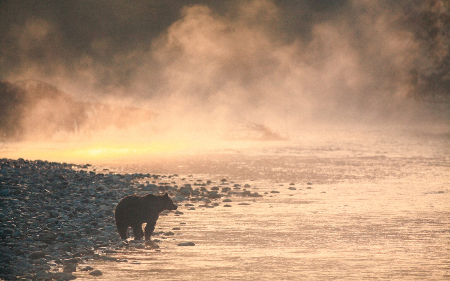 Grizzly bear ecotourism packages — Crazy Bear Wilderness Lodge – Crazy Bear Wilderness Lodge